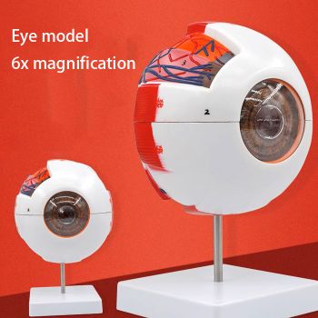 WZ-Y008 Human Eyeball Simulation Model - 6x Magnification Teaching Instrument